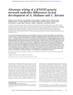 Alternate wiring of a KNOXI genetic network underlies differences in