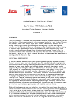 Intestinal Surgery in Cats - Australian Veterinary Association