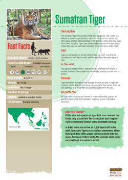 Sumatran Tiger