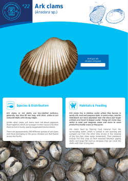 #22 Ark clams - Pacific Community