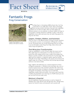Fantastic Frogs