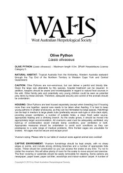 Olive Python - West Australian Herpetological Society Inc