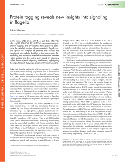 Protein tagging reveals new insights into signaling in flagella