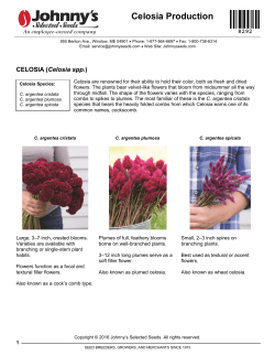 Celosia Production - Johnny`s Selected Seeds