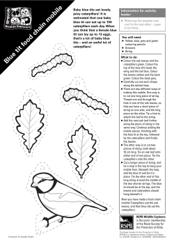 Blue tit food chain m obile