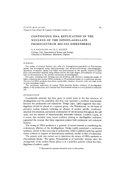 continuous dna replication in the nucleus of the dinoflagellate