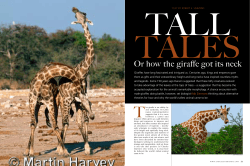 AficaGeo GIRAFFES