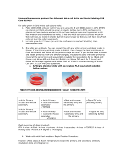 Immunofluorescence protocol
