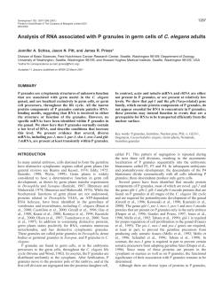 P granules and mRNA - Development