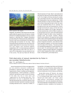 Field observation of asexual reproduction by fission in sea