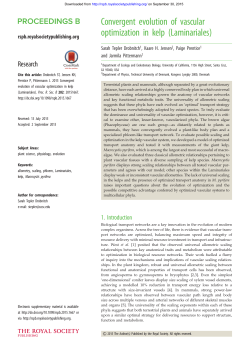 Convergent evolution of vascular optimization in