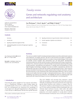 Genes and networks regulating root anatomy and architecture