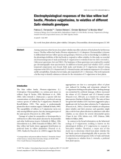Electrophysiological responses of the blue willow leaf beetle
