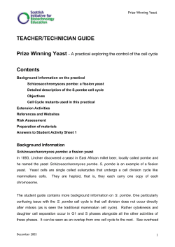 Prize Winning Yeast3