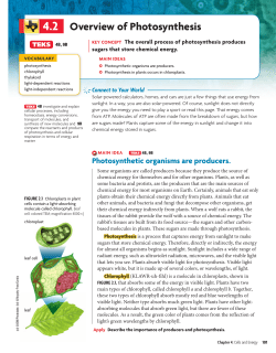 Overview of Photosynthesis