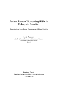 Ancient Roles of Non-coding RNAs in Eukaryotic Evolution