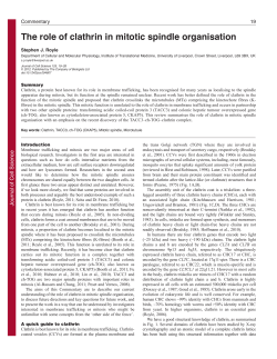 The role of clathrin in mitotic spindle organisation