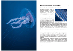 Macroplankton and micronekton