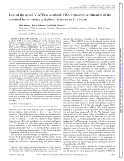 Loss of the apical V-ATPase a-subunit VHA-6 prevents - AJP-Cell