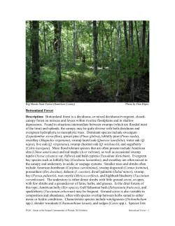 Bottomland Forest - Florida Natural Areas Inventory
