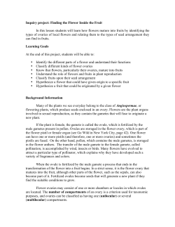 Finding the Flower Inside the Fruit