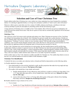 Selection and Care of Your Christmas Tree