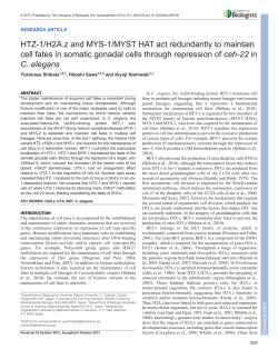 HTZ-1/H2A.z and MYS-1/MYST HAT act redundantly