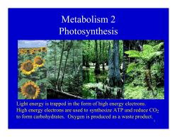 Metabolism 2 Photosynthesis