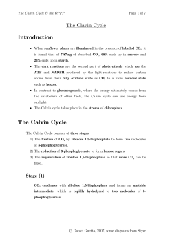 the Calvin cycle and the oxidative pentose