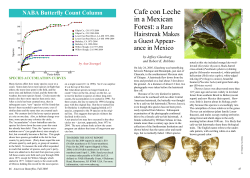 Cafe con Leche in a Mexican Forest: a Rare