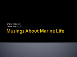 Musings About Marine Life