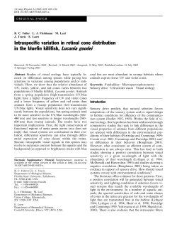 Intraspecific variation in retinal cone distribution in the bluefin killifish