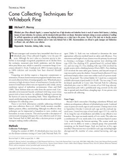 Cone Collecting Techniques for Whitebark Pine