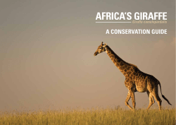 africa`s giraffe - Giraffe Conservation Foundation