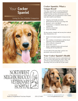 Cocker Spaniels - Northwest Neighborhood Veterinary Hospital