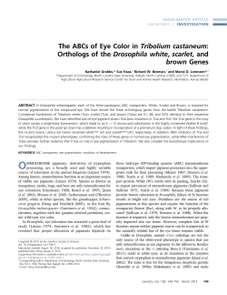 The ABCs of Eye Color in Tribolium castaneum