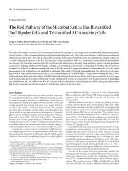 The Rod Pathway of the Microbat Retina Has Bistratified Rod