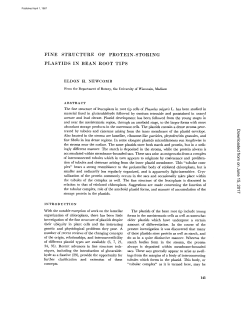 FINE STRUCTURE OF PROTEIN-STORING PLASTIDS IN BEAN