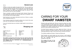 dwarf hamster - The Pet Shop Kirkcaldy