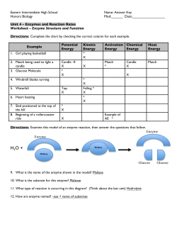 Worksheet - Structure and Function of Enzymes ANSWER KEY