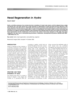 Head regeneration in Hydra
