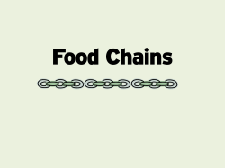 Food Chains