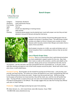 Bunch Grapes - Urban Harvest