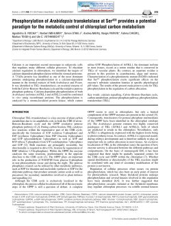 Phosphorylation of Arabidopsis transketolase at Ser428 provides a