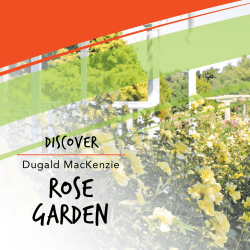 Discover Dugald MacKenzie Rose Garden