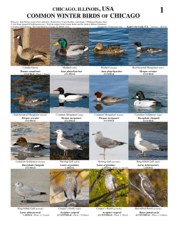 common winter birds of chicago - Field Guides