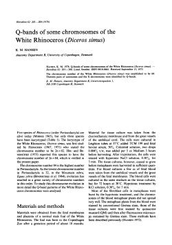 Q-bands of some chromosomes of the White Rhinoceros (Diceros