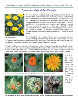 Calendula, Calendula officinalis