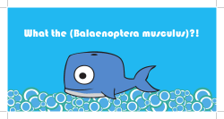 Blue Whale Info Vessel