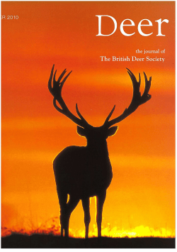 Summer 2010. 1066 and all that, Deer 15